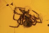 Detailed Fossil Flies, Ant & Spider In Baltic Amber #105523-3